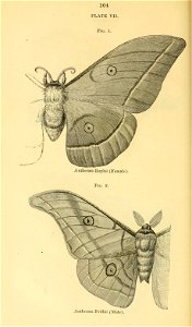n125_w1150