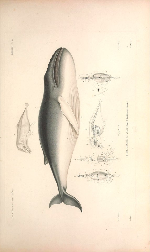 n68_w1150