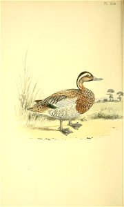 n175_w1150