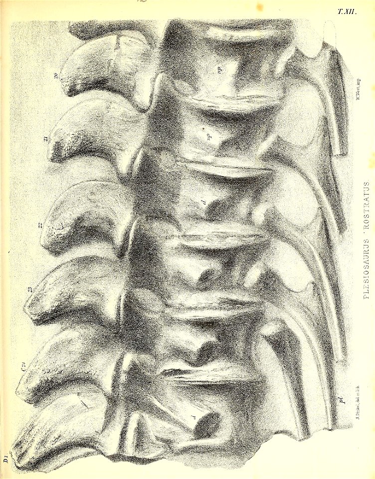 n242_w1150