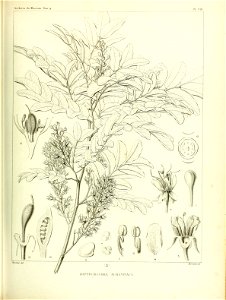 n446_w1150