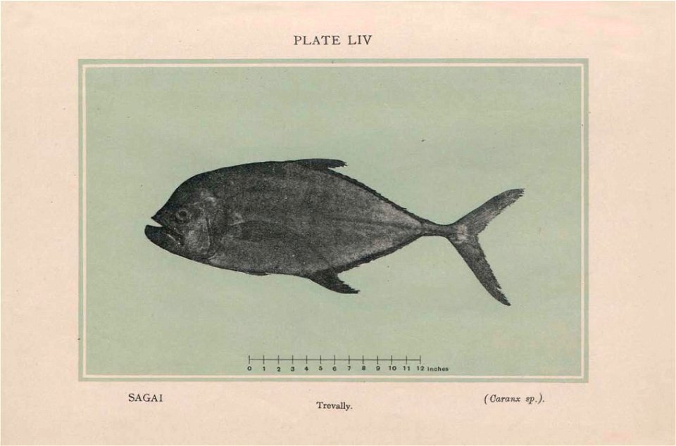 n313_w1150
