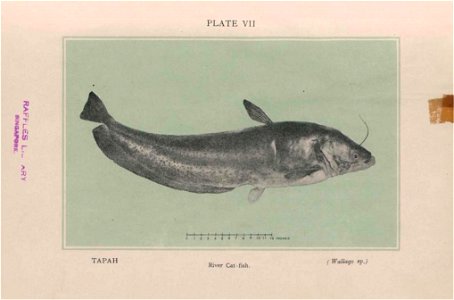 n266_w1150