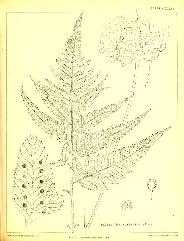 n586_w1150
