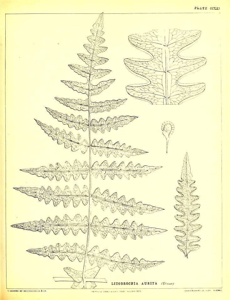 n556_w1150
