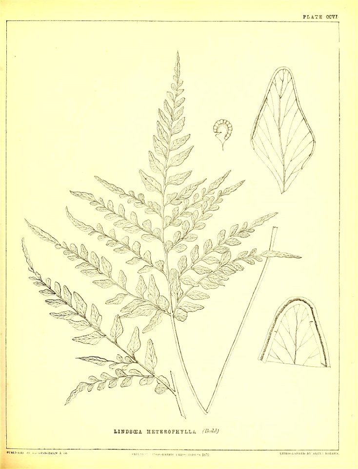 n526_w1150