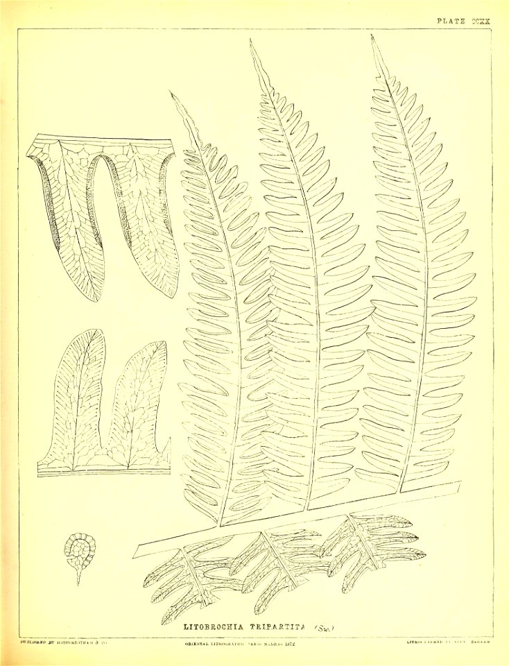 n554_w1150