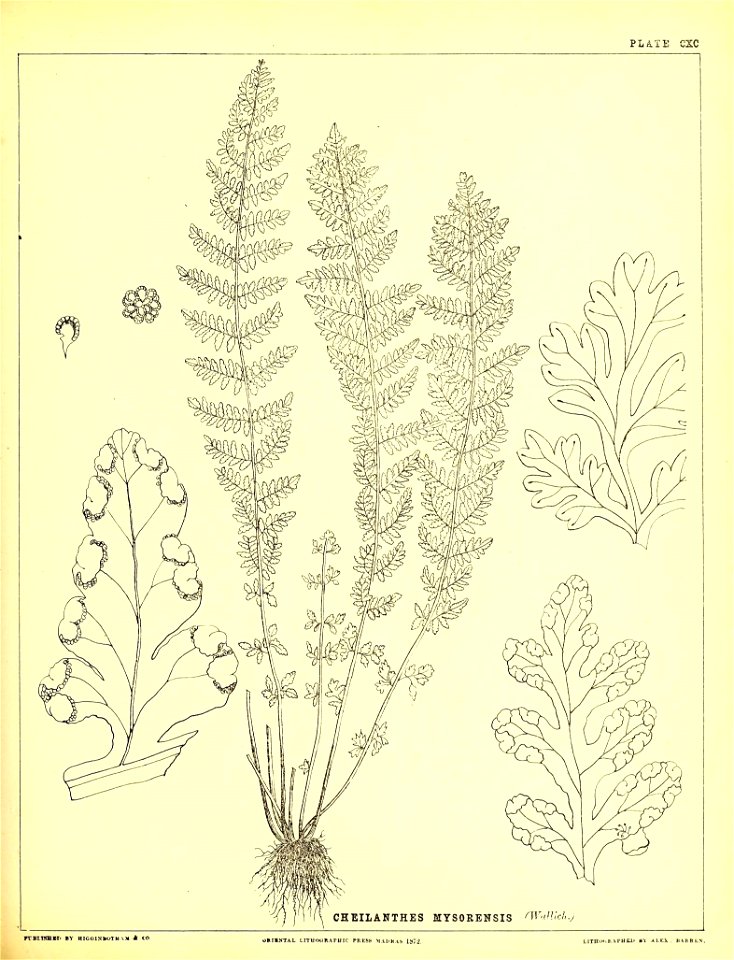 n494_w1150