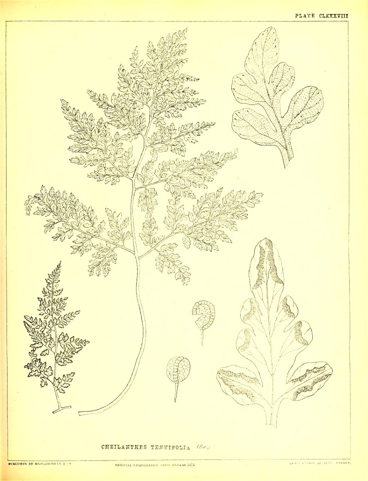 n490_w1150