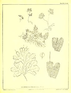 n638_w1150