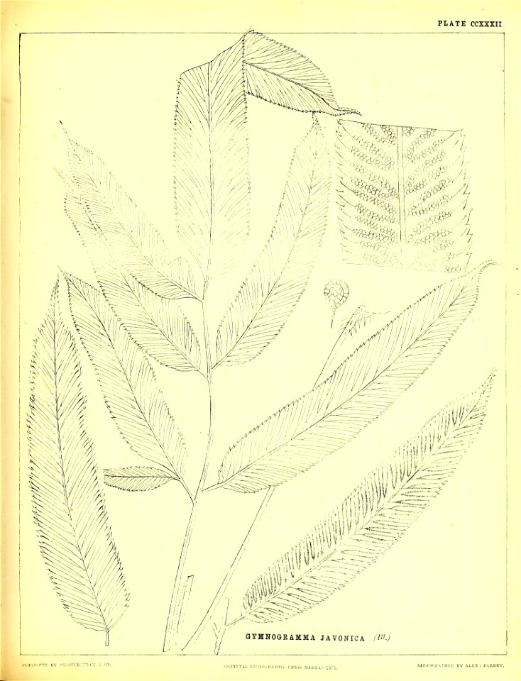 n578_w1150