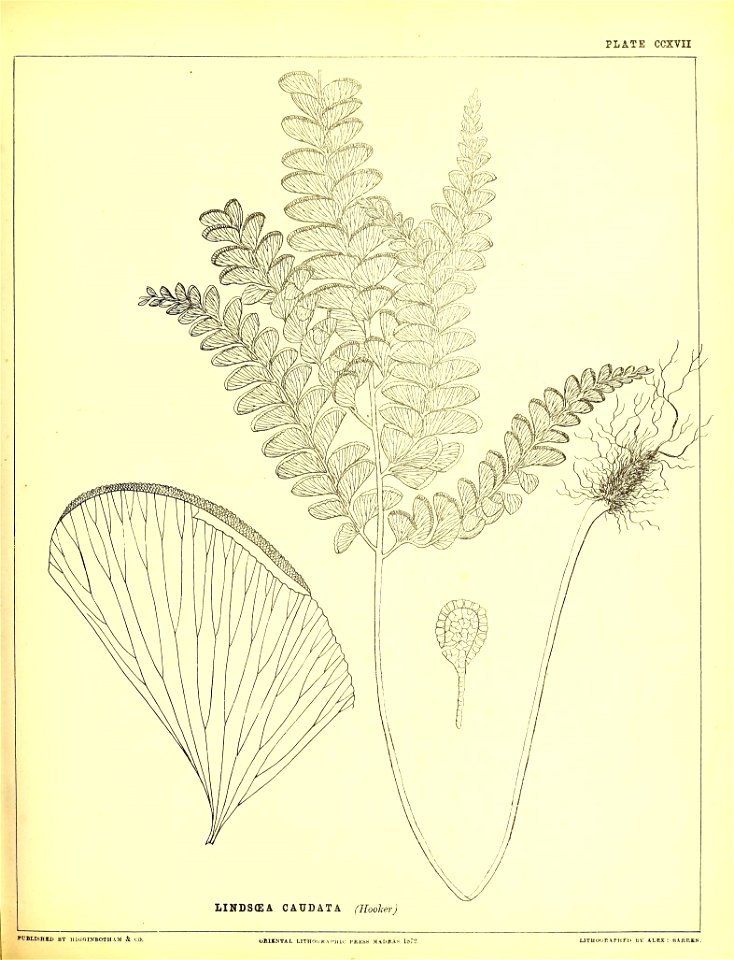 n548_w1150