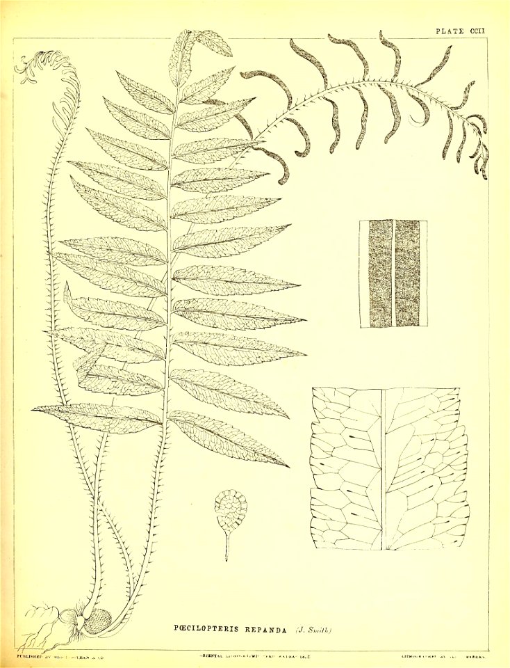 n518_w1150