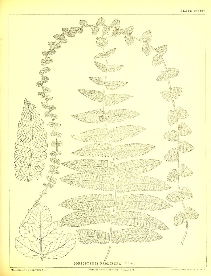 n458_w1150
