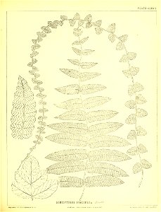 n458_w1150