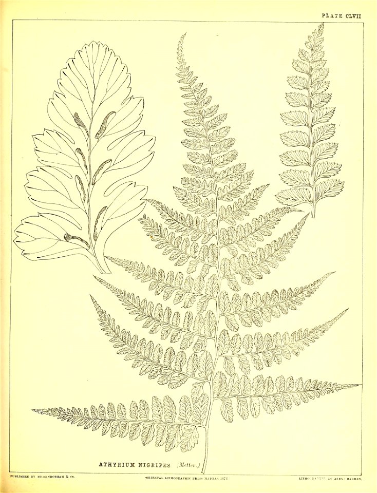 n428_w1150