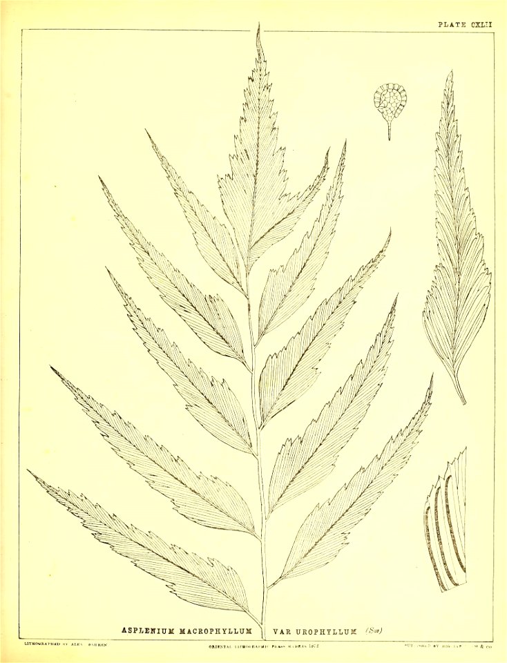 n398_w1150