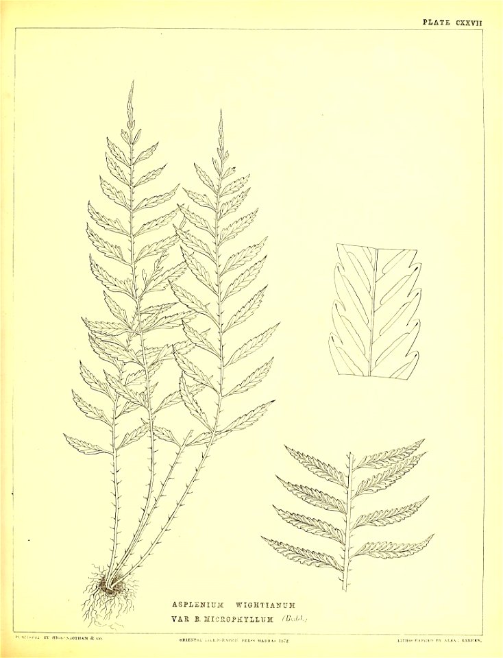 n368_w1150