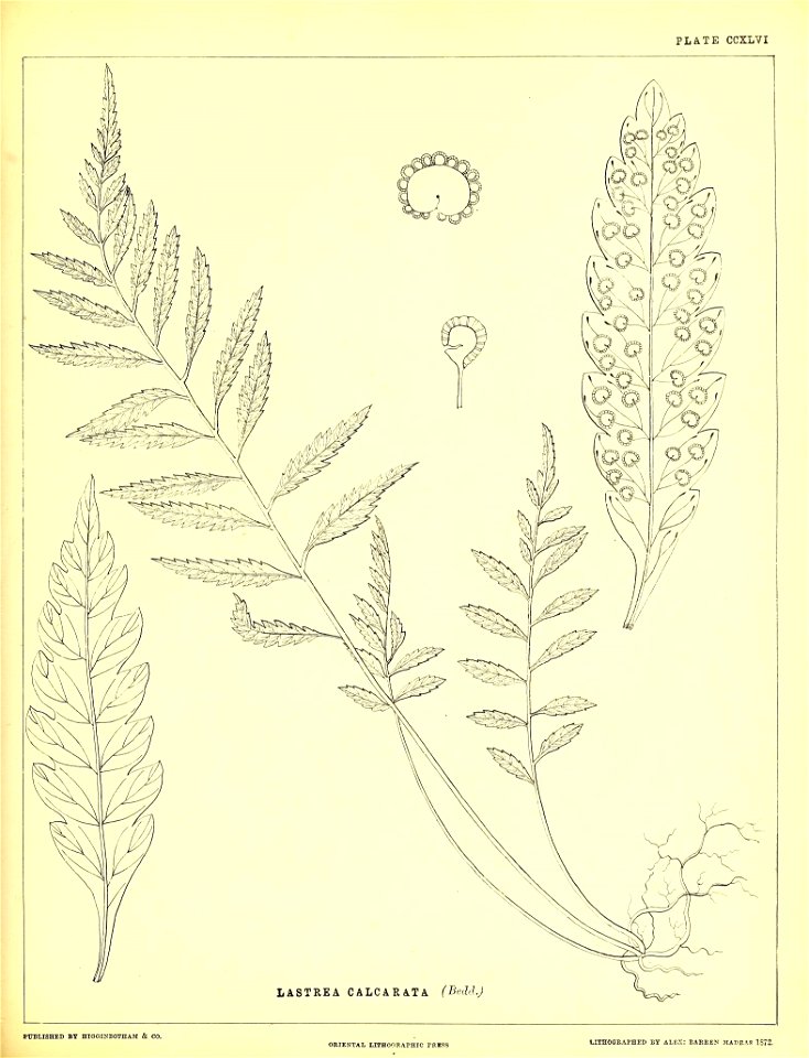 n606_w1150