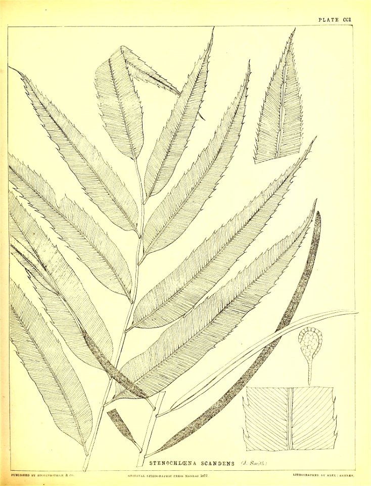 n516_w1150