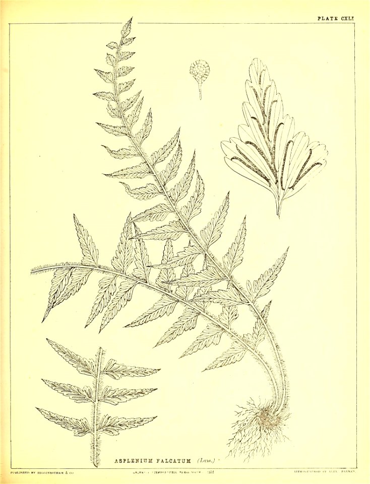 n396_w1150