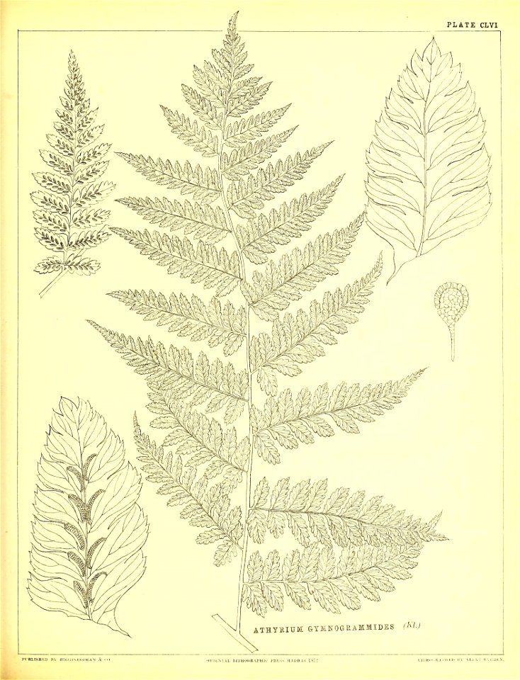 n426_w1150