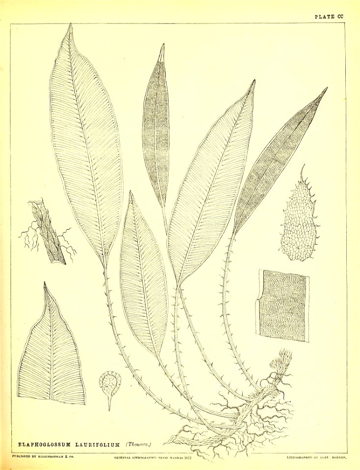 n514_w1150
