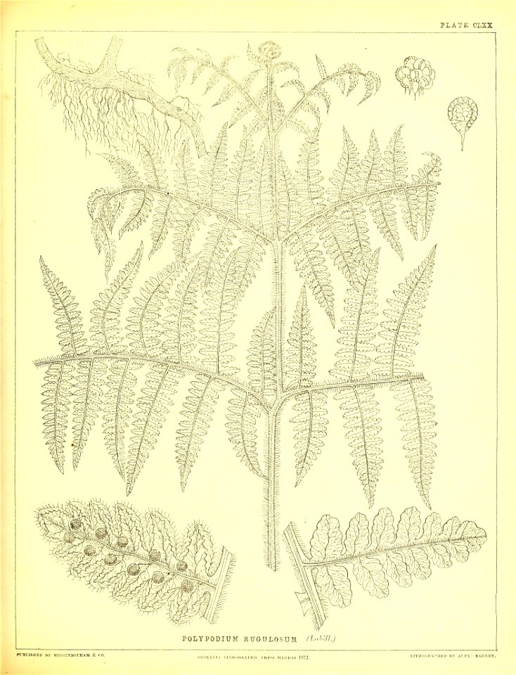 n454_w1150