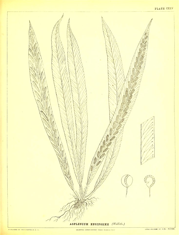 n364_w1150