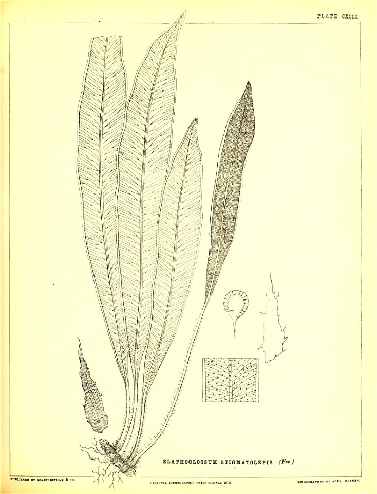 n512_w1150