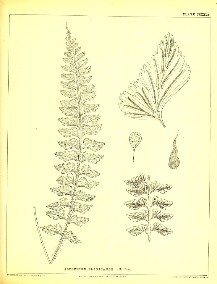 n392_w1150