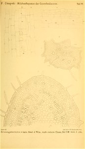 n154_w1150