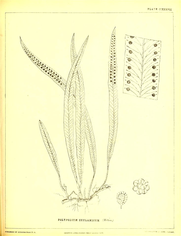 n588_w1150
