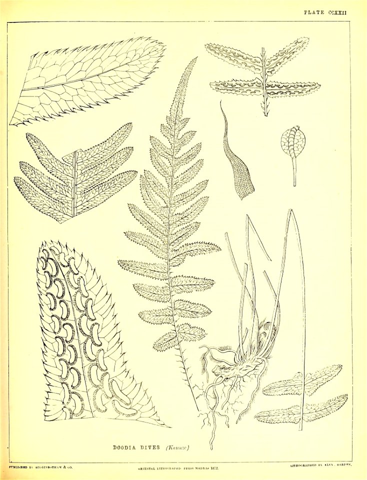 n558_w1150