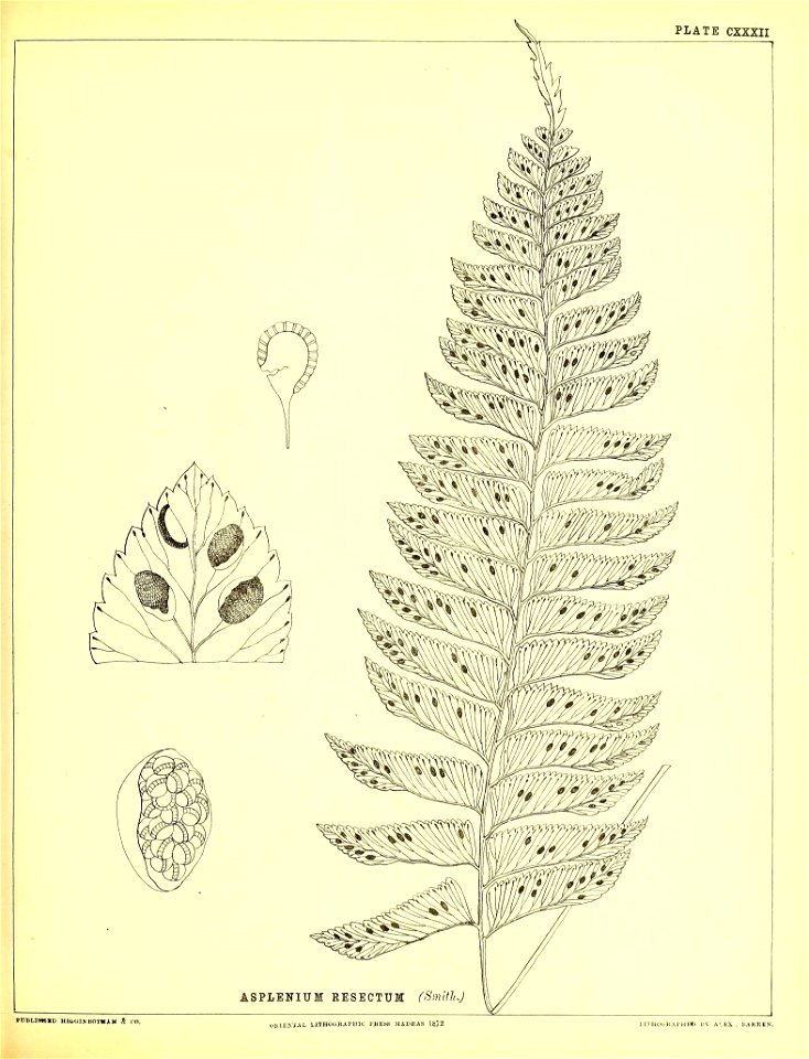 n378_w1150