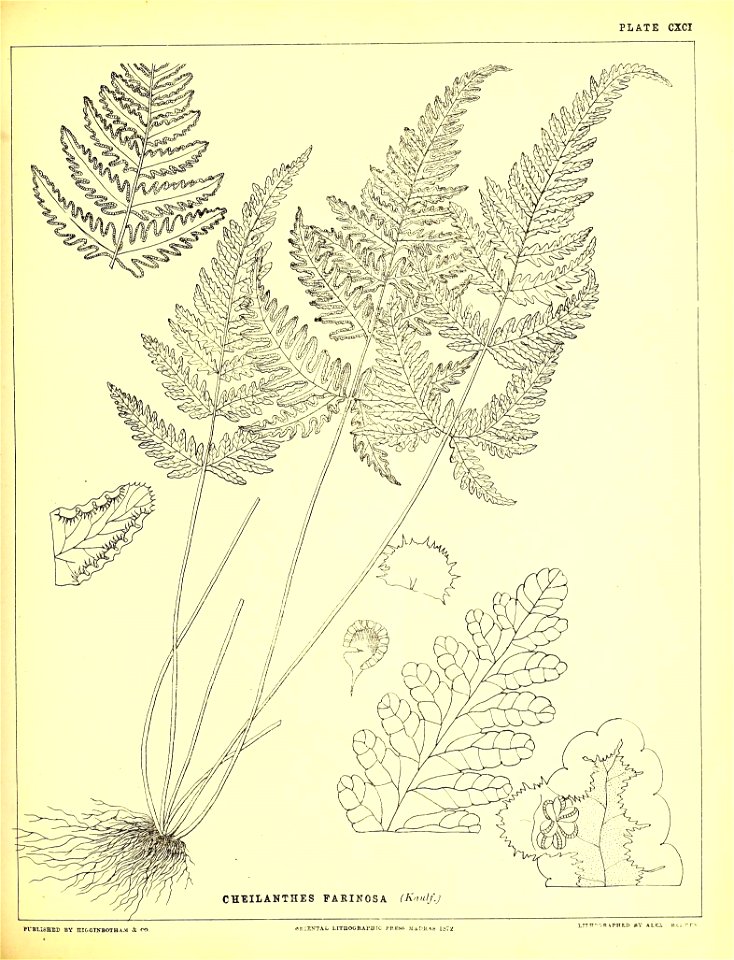 n496_w1150