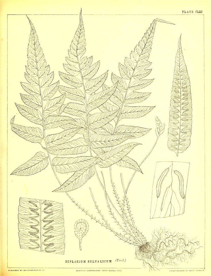 n436_w1150