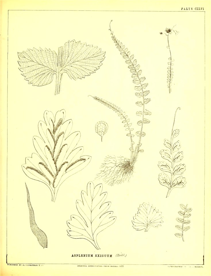 n406_w1150