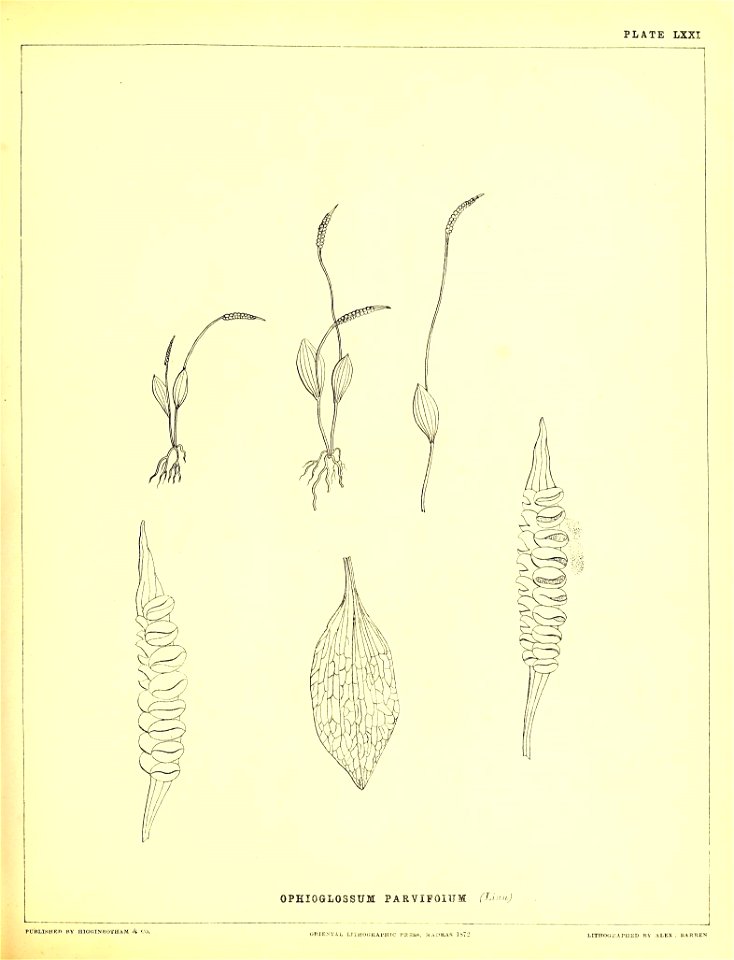 n256_w1150