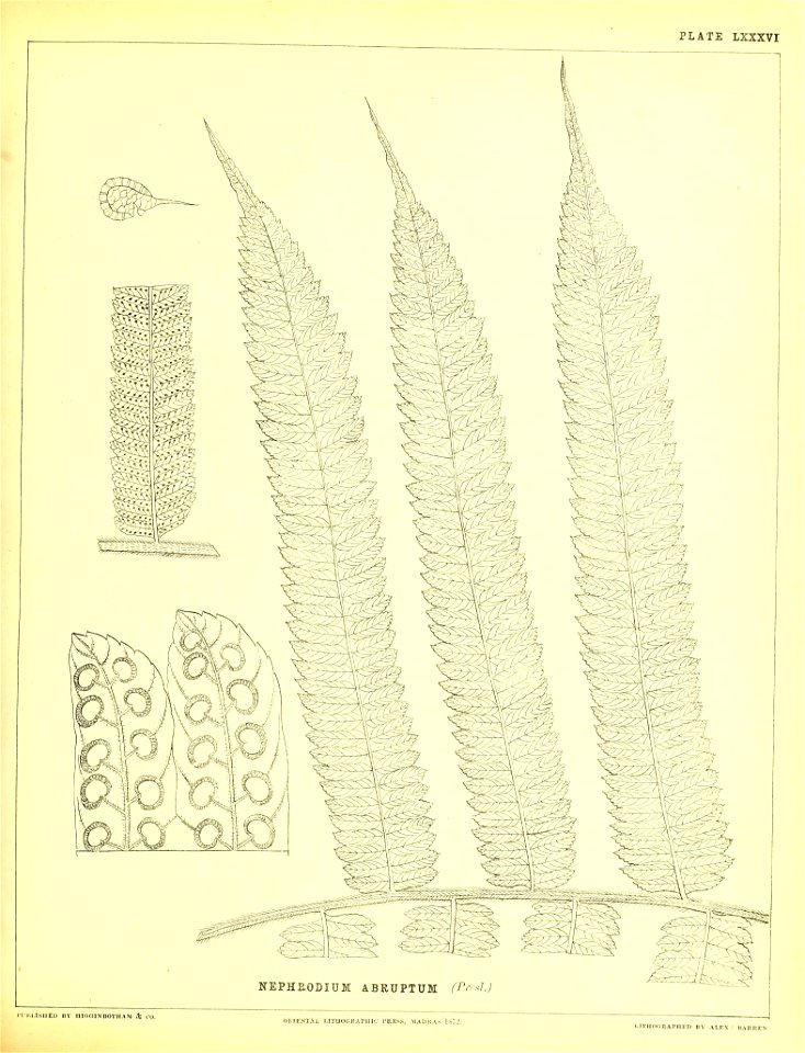 n286_w1150