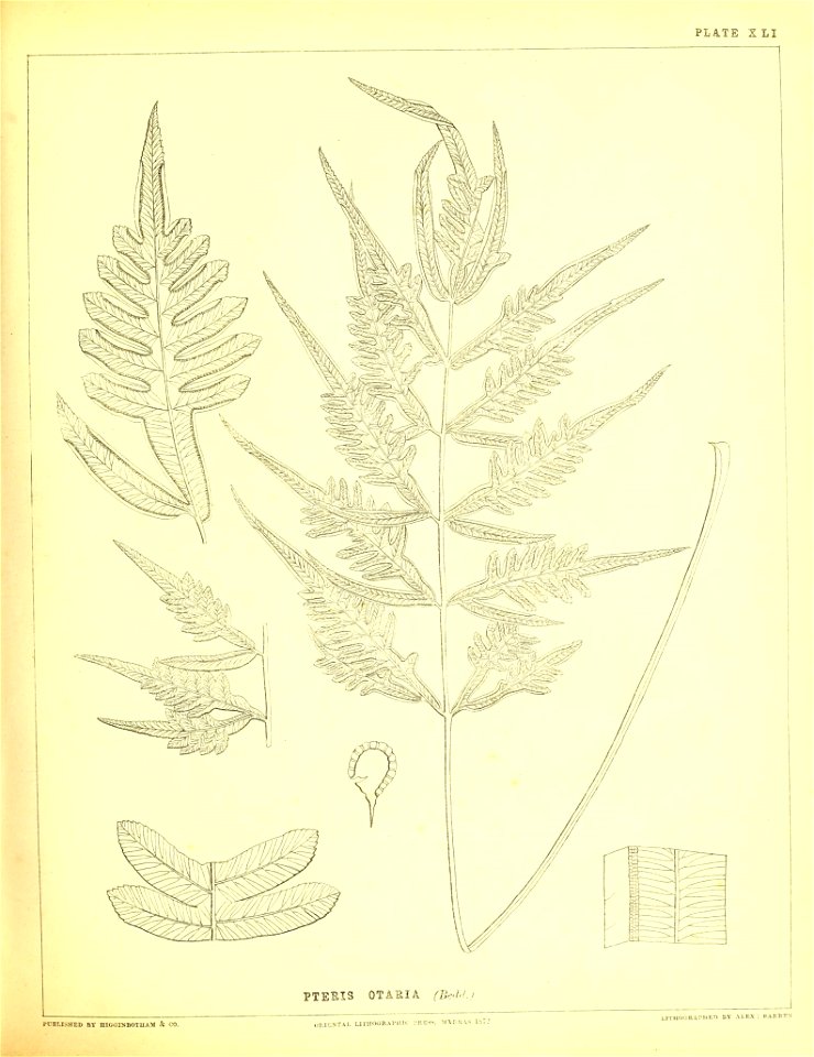 n196_w1150