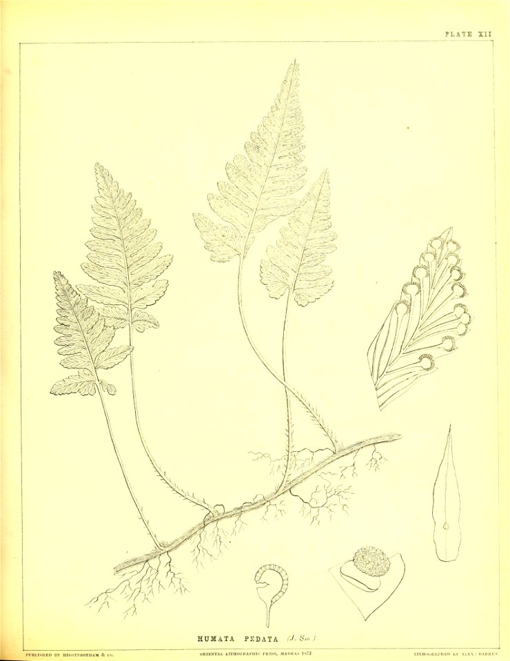 n136_w1150