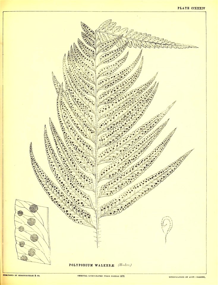 n582_w1150