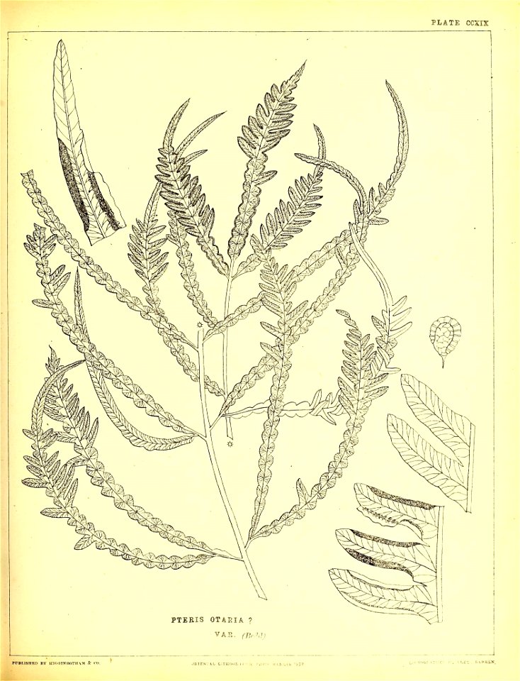 n552_w1150