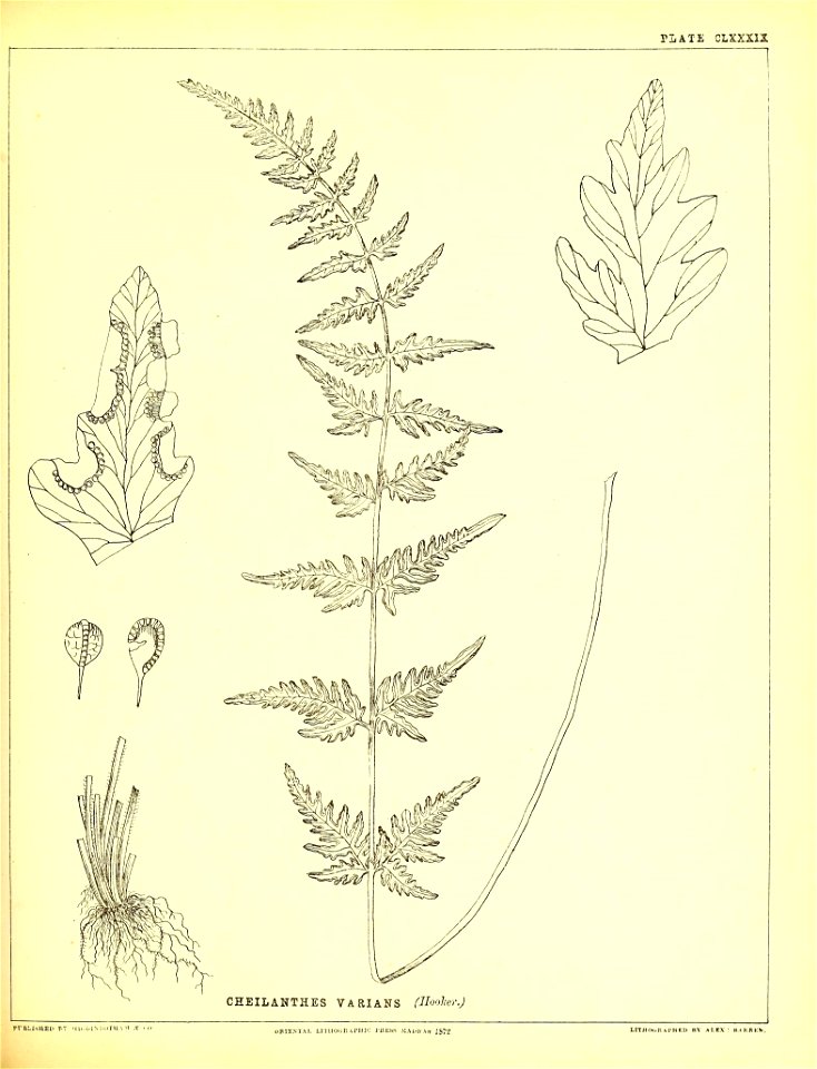 n492_w1150