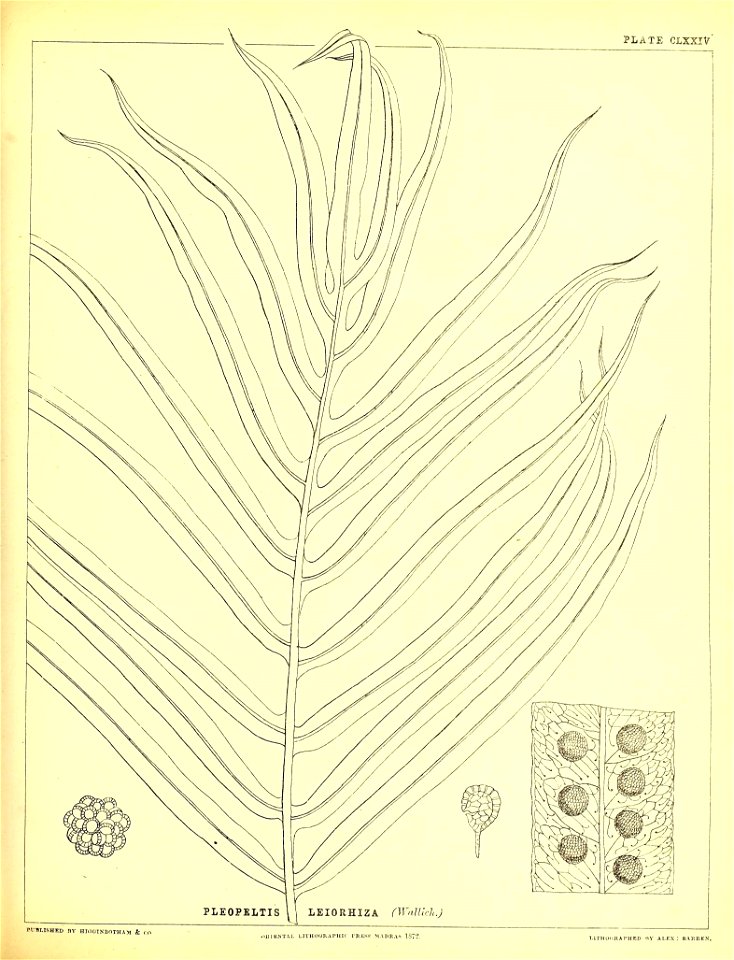 n462_w1150