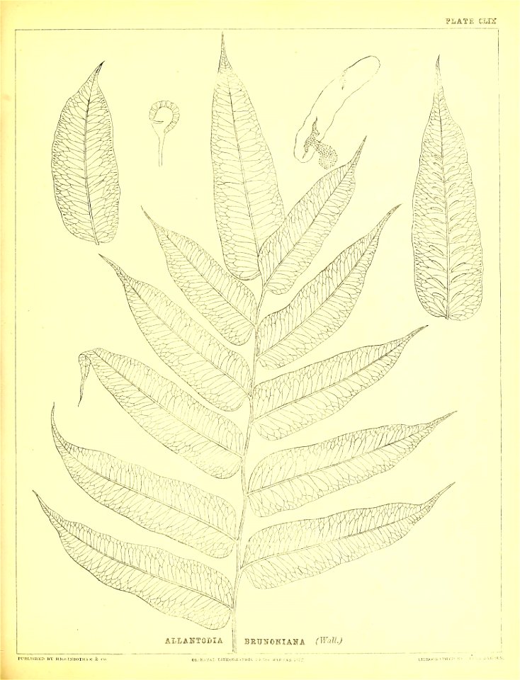n432_w1150