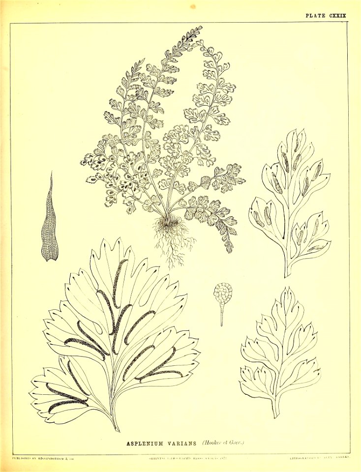 n372_w1150