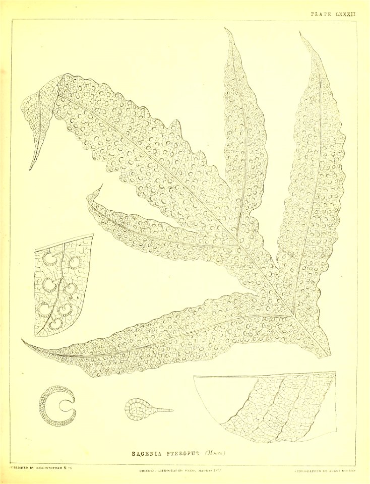 n278_w1150