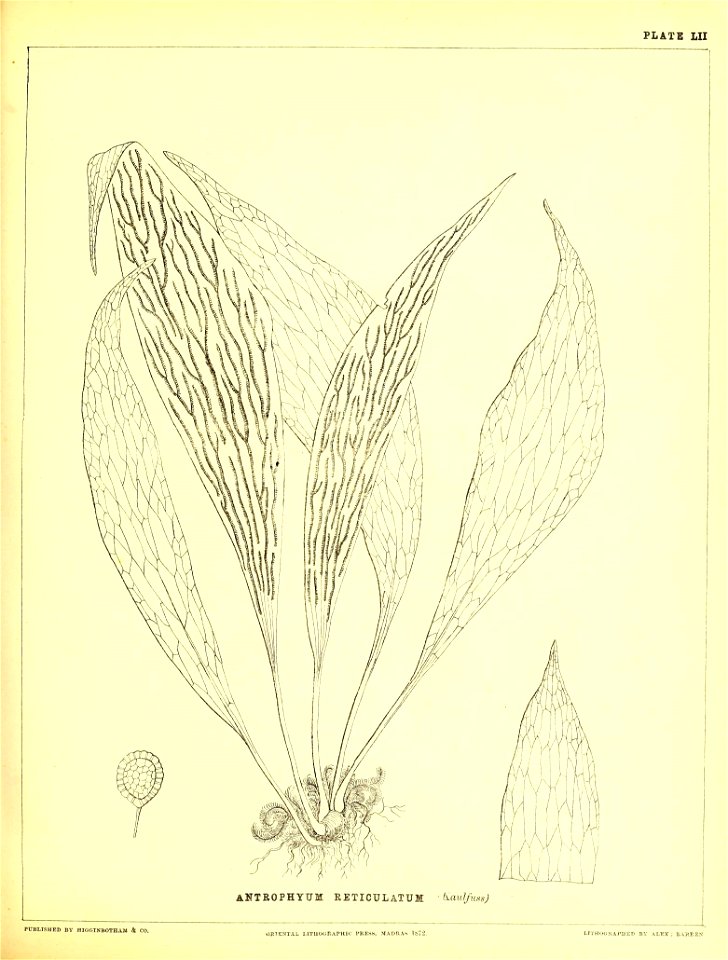 n218_w1150